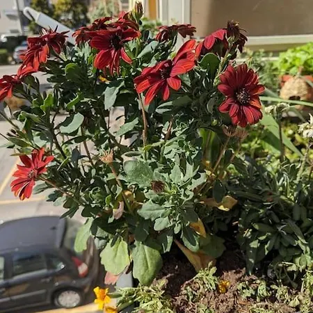 Da Nonna Gina - In Centro Con Parcheggio Gratuito * Paestum